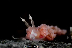 P I N K 
Nudibranch (Favorinus japonicus)
Anilao, Phili... by Irwin Ang 